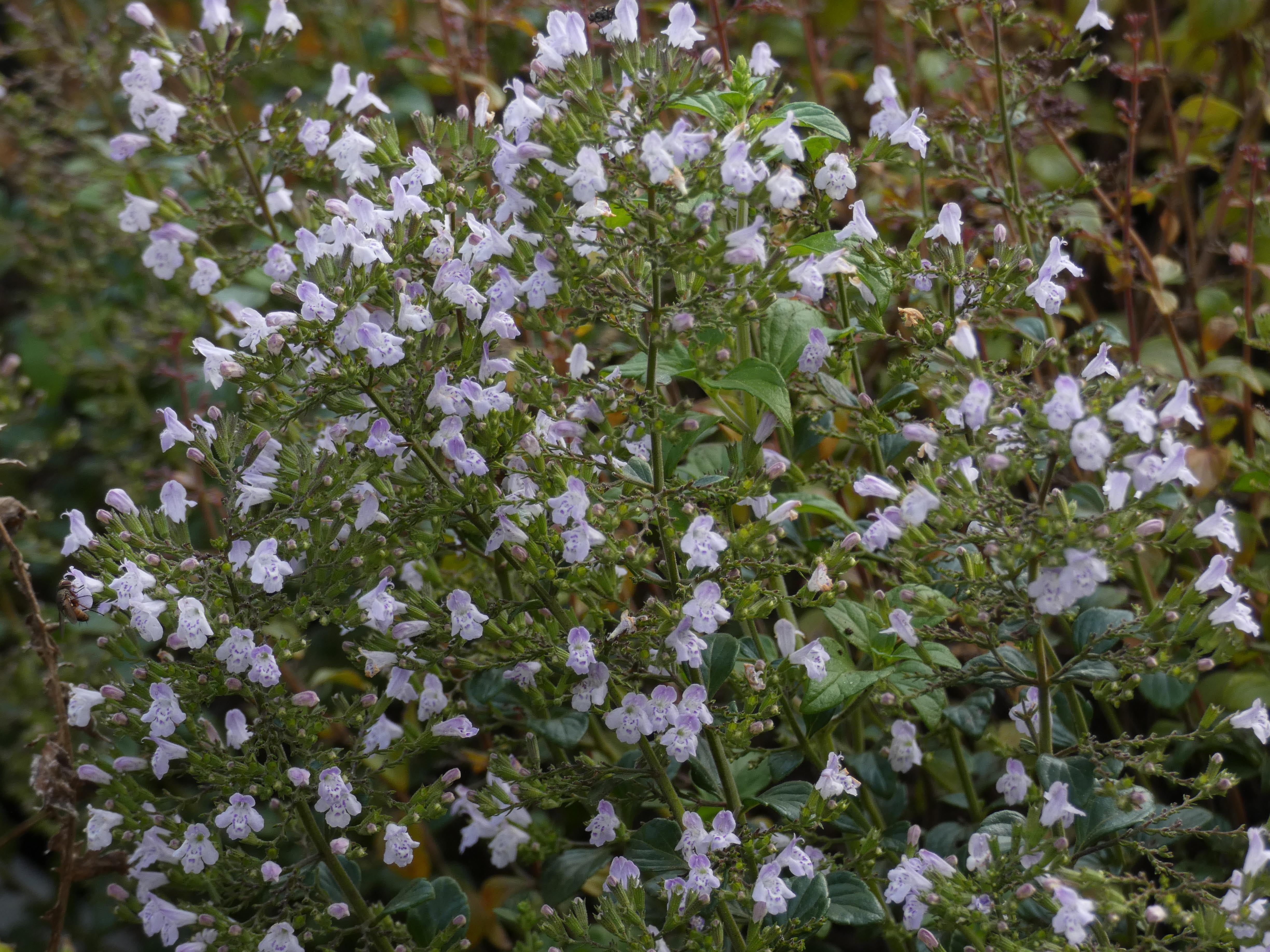 Calamintha nepeta subsp. nepetaKleinbloemige steentijm bestellen